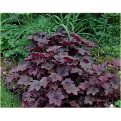 bylina Żurawka Palace Purple B369