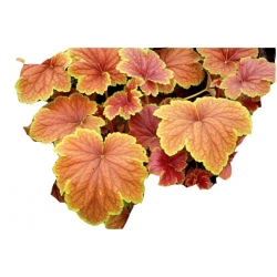 bylina Żurawka Delta Dawn B401