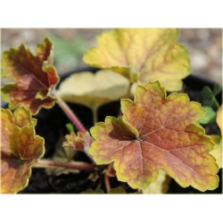 bylina Żurawka Delta Dawn B401