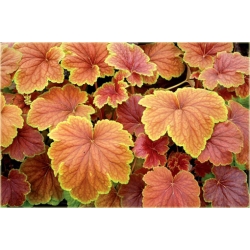 bylina Żurawka Delta Dawn B401