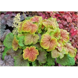 bylina Żurawka Delta Dawn B401