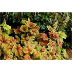 bylina Żurawka Delta Dawn B401