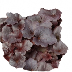 bylina Żurawka Gotham B397