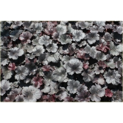 bylina Żurawka Gotham B397