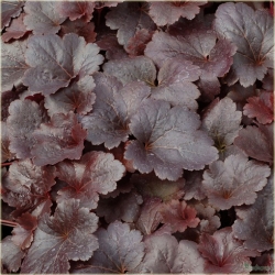 bylina Żurawka Gotham B397