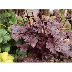 bylina Żurawka Gotham B397