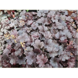 bylina Żurawka Gotham B397