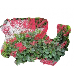 bylina Żurawka krwista B377