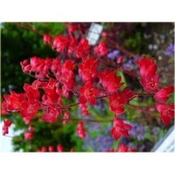 bylina Żurawka krwista B377