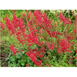 bylina Żurawka krwista B377