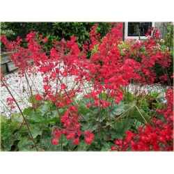 bylina Żurawka krwista B377