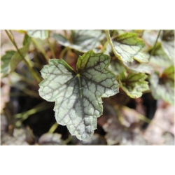 bylina Żurawka Venus B398