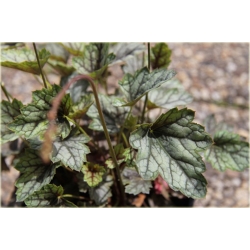 bylina Żurawka Venus B398