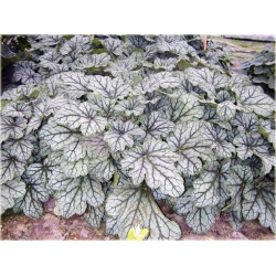 bylina Żurawka Venus B398