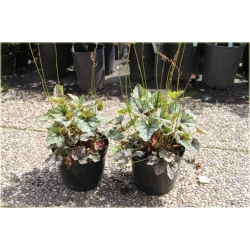 bylina Żurawka Venus B398