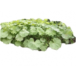 bylina Żurawka zielona Lime Rickey B384