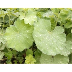 bylina Żurawka zielona Lime Rickey B384