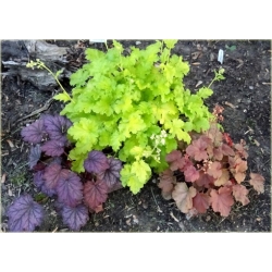 bylina Żurawka zielona Lime Rickey B384