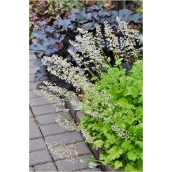 bylina Żurawka zielona Lime Rickey B384