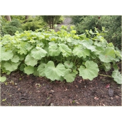 bylina Żurawka zielona Lime Rickey B384