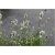 bylina Lawenda biała Arctic Snow B206