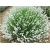 bylina Lawenda biała Arctic Snow B206