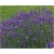 bylina Lawenda Blue River B213