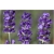 bylina Lawenda Imperial Gem B207