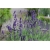 bylina Lawenda Imperial Gem B207
