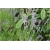 bylina Lawenda wąskolistna Munstead B203