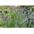 bylina Lawenda wąskolistna Munstead B203