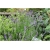 bylina Lawenda wąskolistna Munstead B203