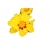 bylina Nachyłek wielkokwiatowy żółty B146