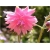 bylina Orlik ogrodowy Barlow Pink B414