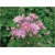 bylina Orlik ogrodowy Barlow Pink B414