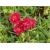 bylina Posłonek ogrodowy Cerise Queen B299