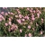 bylina Posłonek ogrodowy Lawrensons Pink B300