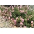 bylina Posłonek ogrodowy Lawrensons Pink B300