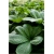 bylina Rodgersja kasztanolistna B358
