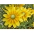 bylina Rudbekia owłosiona Prairie Sun B335