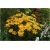 bylina Rudbekia owłosiona Prairie Sun B335