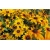 bylina Rudbekia Summerina Yellow B336