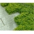 bylina Runianka jap Green Carpet B237