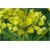 bylina Ruta zwyczajna B258