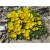 bylina Słonecznica żółta B297