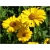 bylina Słoneczniczek Heliopsis B274