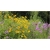 bylina Słoneczniczek Heliopsis B274