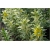 bylina Tojeść kropkowana Variegata B280