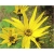 bylina Topinambur, Słonecznik bulwiasty B424