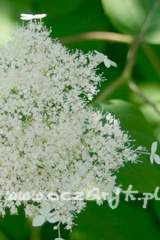 Hortensja krzewiasta Hydrangea arborescens 'Hills of Snow'
